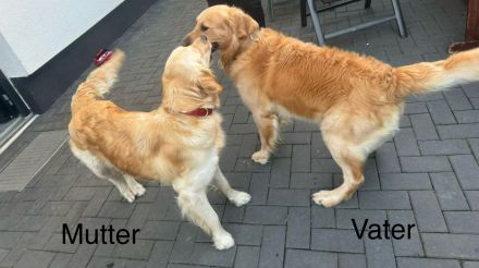 Golden Retriever Welpen von Hobbyzüchter