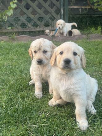 Golden Retriever Welpen von Hobbyzüchter