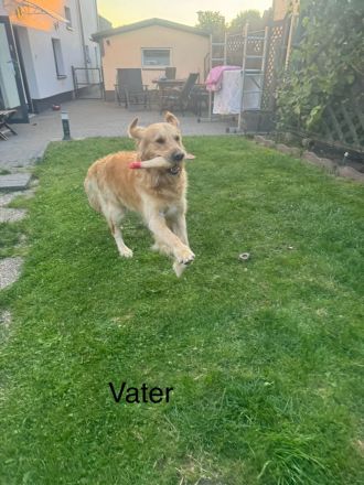 Golden Retriever Welpen von Hobbyzüchter