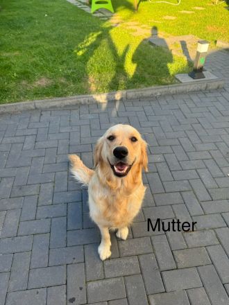 Golden Retriever Welpen von Hobbyzüchter