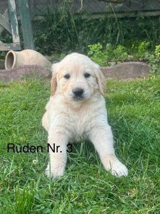 Golden Retriever Welpen von Hobbyzüchter