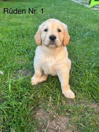 Golden Retriever Welpen von Hobbyzüchter
