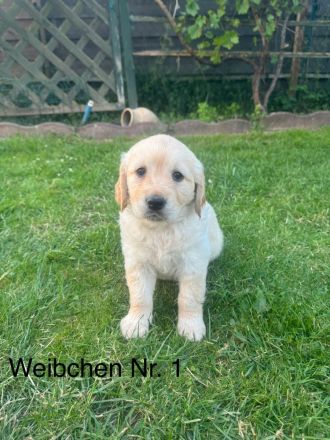 Golden Retriever Welpen von Hobbyzüchter