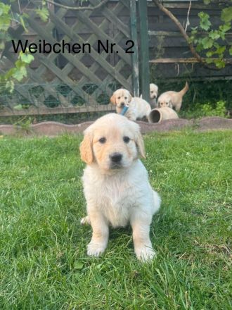 Golden Retriever Welpen von Hobbyzüchter
