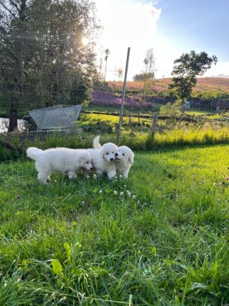 Pyrenäenberghund Welpen