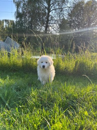 Pyrenäenberghund Welpen