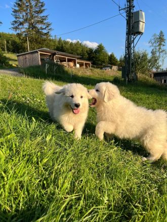 Pyrenäenberghund Welpen