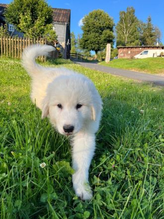 Pyrenäenberghund Welpen