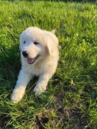 Pyrenäenberghund Welpen