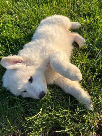 Pyrenäenberghund Welpen