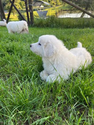 Pyrenäenberghund Welpen