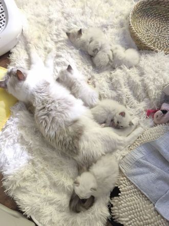 Ragdoll reinrassige Luxus Kätzchen mit Blaue Augen Neue Wurf abgabebereit ab 19.06.2026