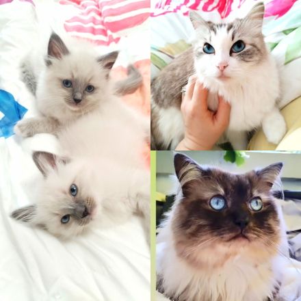 Ragdoll reinrassige Luxus Kätzchen mit Blaue Augen Neue Wurf abgabebereit ab 19.06.2026