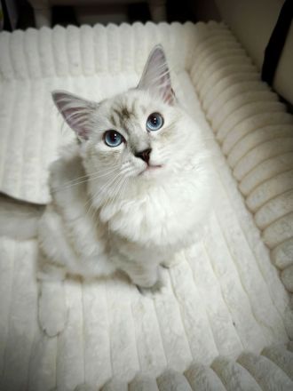 Ragdoll reinrassige Luxus Kätzchen mit Blaue Augen sofort abgabebereit