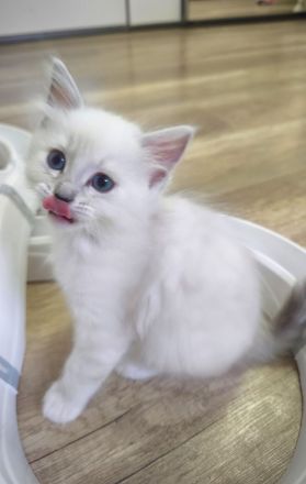 Ragdoll reinrassige Luxus Kätzchen mit Blaue Augen Neue Wurf abgabebereit ab 19.06.2026