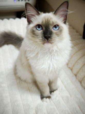 Ragdoll reinrassige Luxus Kätzchen mit Blaue Augen sofort abgabebereit