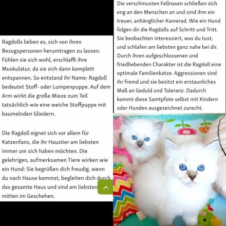 Ragdoll reinrassige Luxus Kätzchen mit Blaue Augen Neue Wurf abgabebereit ab 19.06.2026
