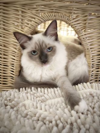 Ragdoll reinrassige Luxus Kätzchen mit Blaue Augen sofort abgabebereit