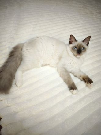 Ragdoll reinrassige Luxus Kätzchen mit Blaue Augen sofort abgabebereit