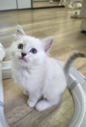 Ragdoll reinrassige Luxus Kätzchen mit Blaue Augen Neue Wurf abgabebereit ab 19.06.2026