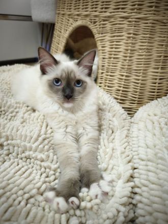 Ragdoll reinrassige Luxus Kätzchen mit Blaue Augen sofort abgabebereit