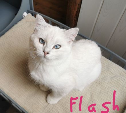 Wunderschöner reinrassige BKH Jungtiere mit Stammbaum