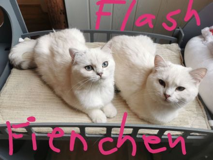 Wunderschöner reinrassige BKH Jungtiere mit Stammbaum