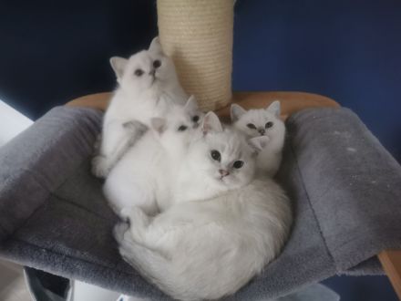 Wunderschöner reinrassige BKH Jungtiere mit Stammbaum