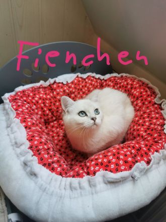 Wunderschöner reinrassige BKH Jungtiere mit Stammbaum