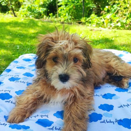 Reinrassige Havaneser Welpen