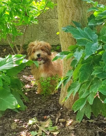 Reinrassige Havaneser Welpen