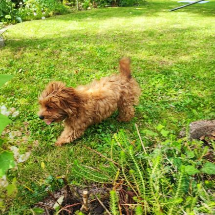 Reinrassige Havaneser Welpen