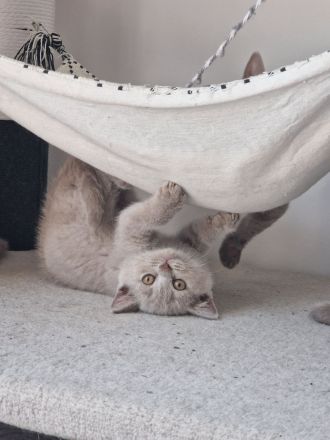 Wunderschöne Lilac BKH Kitten