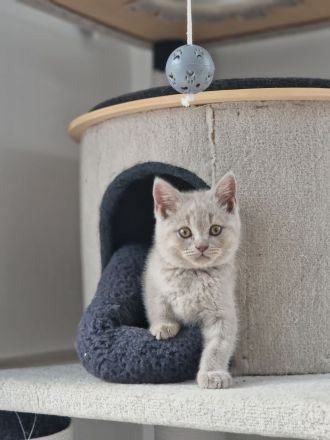 Wunderschöne Lilac BKH Kitten