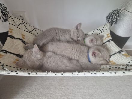 Wunderschöne Lilac BKH Kitten