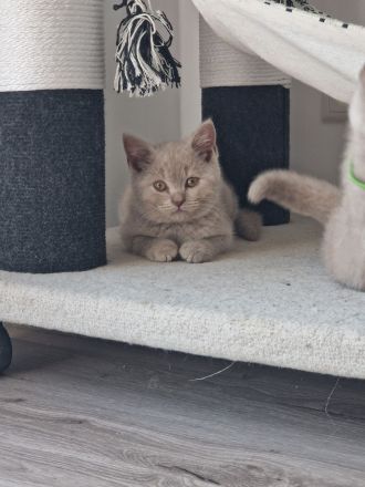 Wunderschöne Lilac BKH Kitten