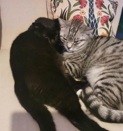 Zwei Brüder suchen ein neues Zuhause