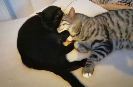 Zwei Brüder suchen ein neues Zuhause