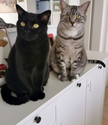 Zwei Brüder suchen ein neues Zuhause