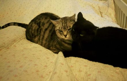 Zwei Brüder suchen ein neues Zuhause