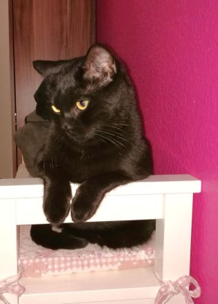 Zwei Brüder suchen ein neues Zuhause