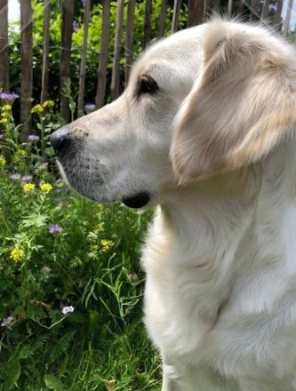 Golden Retriever Welpen