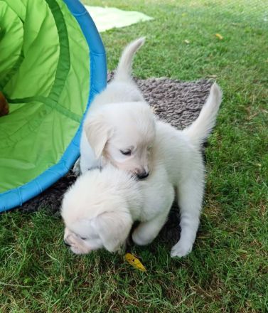Golden Retriever Welpen