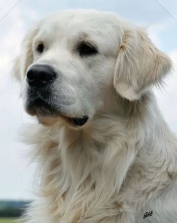 Golden Retriever Welpen