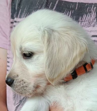 Golden Retriever Welpen