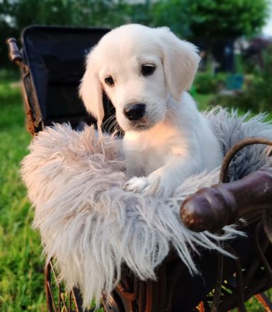 Golden Retriever Welpen