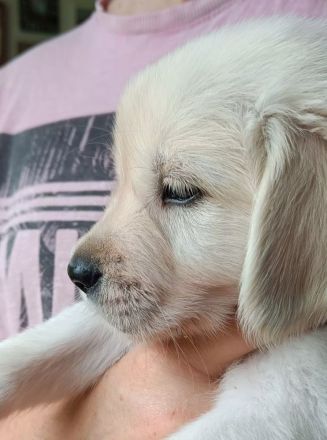 Golden Retriever Welpen