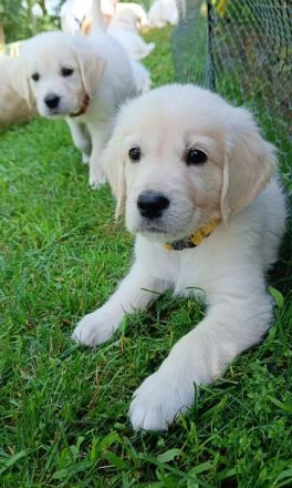 Golden Retriever Welpen