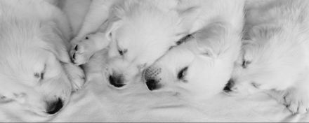 Golden Retriever Welpen