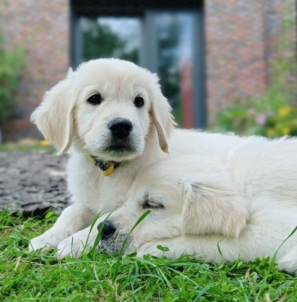 Golden Retriever Welpen